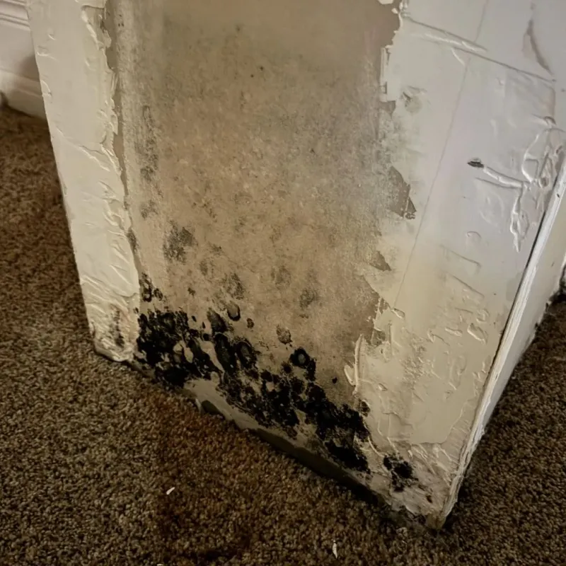 Professional Mold Removal in Trenton, NJ